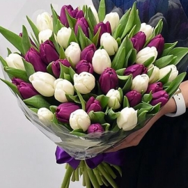 Флорист в Белек  фиолетовые и белые тюльпаны 71 шт.